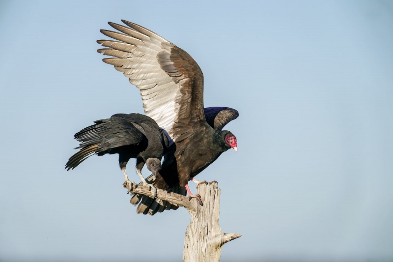 Black-Turkey-Vultures-3200-on-perch-_DSC9813-Indian-Lake-Estates-FL-Enhanced-NR