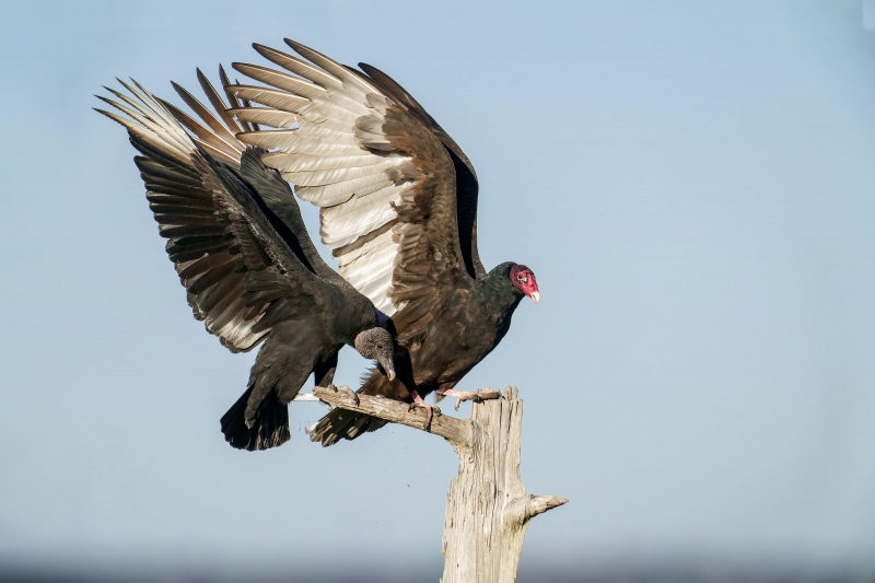 Black-Turkey-Vultures-3200-on-perch-with-wings-raised-_DSC9773-Indian-Lake-Estates-FL-Enhanced-NR