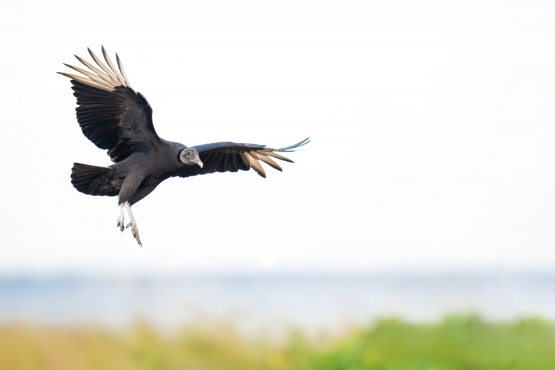 Black-Vulture-3200-landing-_A931553-Indian-Lake-Estates-FL-Enhanced-NR