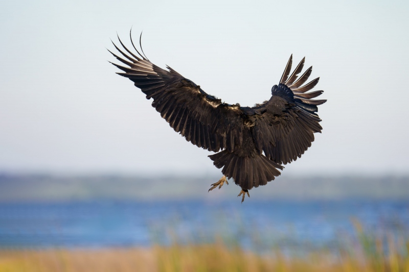 Black-Vulture-3200-landing-wind-against-sun-_DSC0243-Indian-Lake-Estates-FL-Enhanced-NR