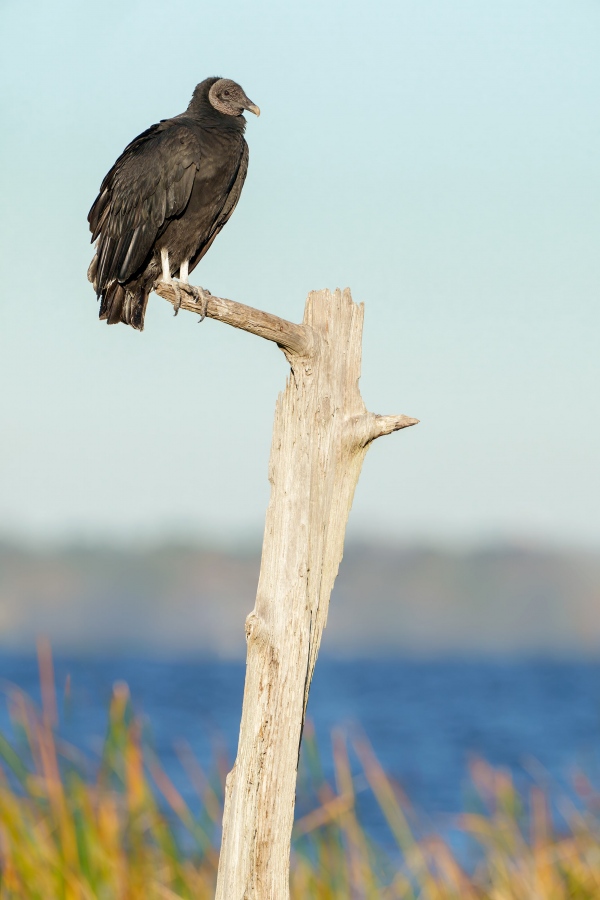 Black-Vulture-3200-on-The-Perch-_DSC9985-Indian-Lake-Estates-FL-Enhanced-NR