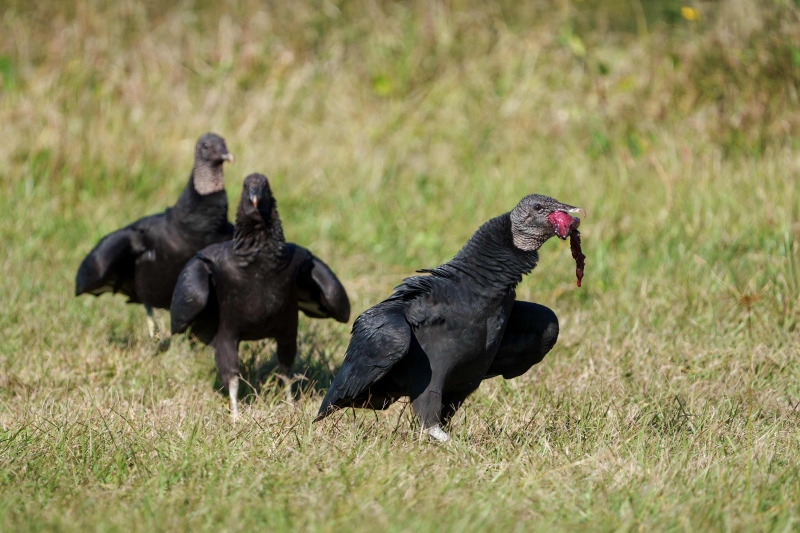 Black-Vulture-3200-parade-Bob-Eastman-_DSC3678-Indian-Lake-Estates-Enhanced-NR