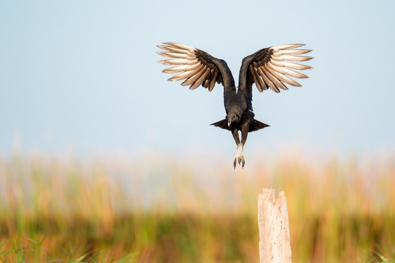 Black-Vulture-3200-taking-flight-_A932800-Indian-Lake-Estates-FL-Enhanced-NR