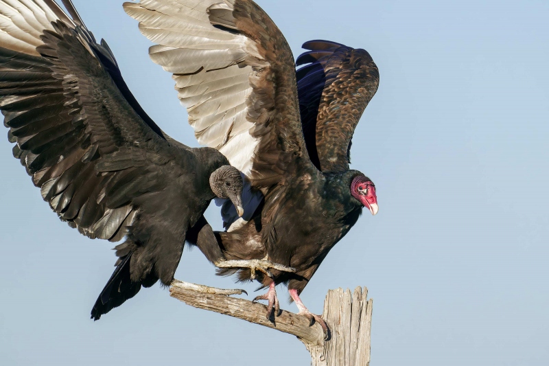 Black-Vulture-3200-trying-to-knock-Turkey-Vulture-off-perch-_DSC9766-Indian-Lake-Estates-FL-Enhanced-NR