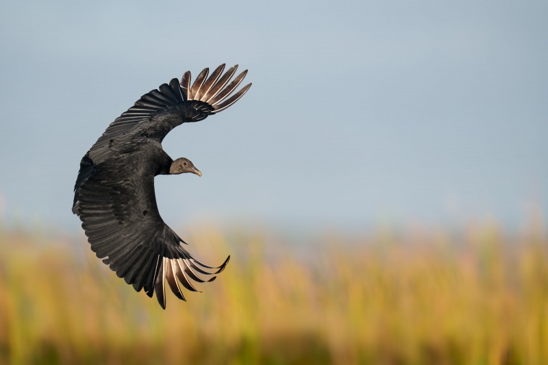 Black-Vutlure-3200-braking-in-flight-over-reeds-_DSC2921-Indian-Lake-Estates-FL-Enhanced-NR