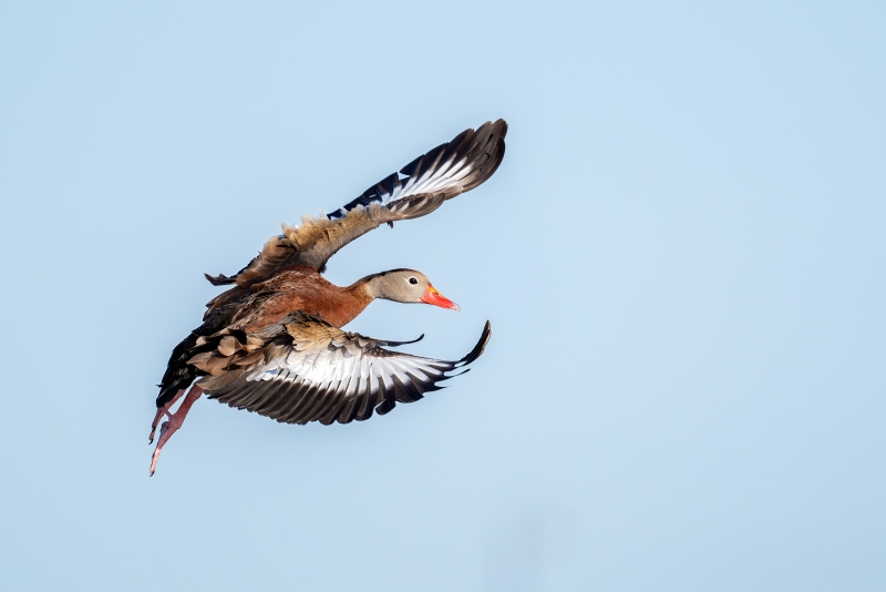 Black-bellied-Whislting-Duck-3200-on-final-approach-_A937964-Indian-Lake-Estates-FL-Enhanced-NR