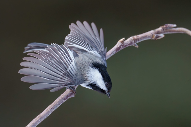 Black-capped-Chickadee-3200-taking-flight-_DSC7664Anchor-Point-FL-Enhanced-NR