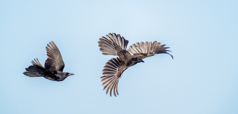 Boat-tailed-Grackle-3200-chase-_A937848-Indian-Lake-Estates-FL-Enhanced-NR