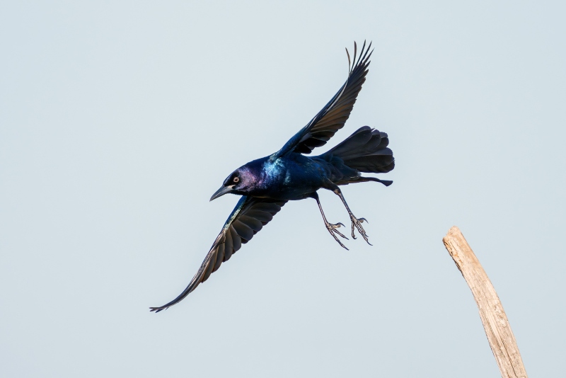 Boat-tailed-Grackle-3200-male-taking-flight-CROPPED-_DSC0261-Indian-Lake-Estates-FL-Enhanced-NR