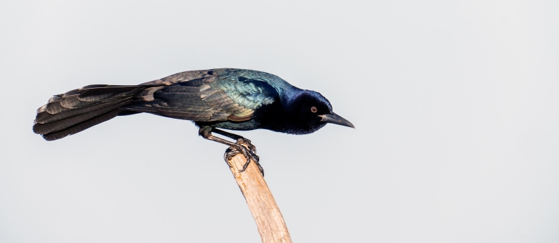 Boat-tailed-Grackle-3200-ready-to-take-flight-_DSC0043-Indian-Lake-Estates-FL-Enhanced-NR