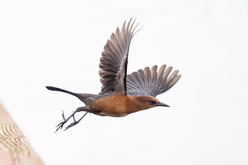 Boat-tailed-Grackle-taking-flight-_A938121-Indian-Lake-Estates-FL-33855-Enhanced-NR