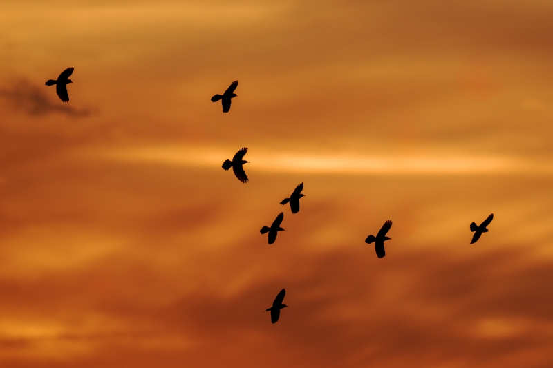 Boat-tailed-Grackles-3200-flying-into-roost-at-sunset-_DSC0877-Indian-Lake-Estates-FL-Enhanced-NR