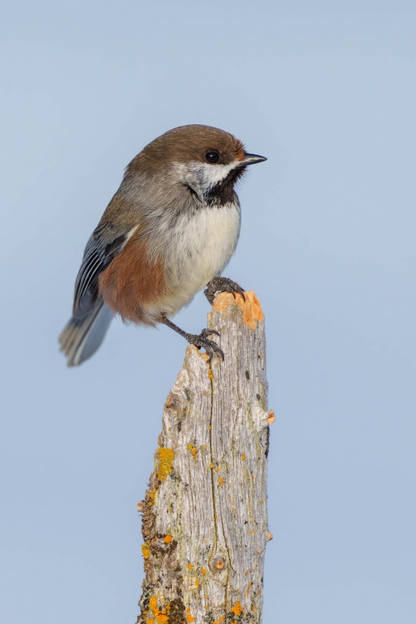 Boreal-Chickadee-3200-_A1G0425-Anchor-Point-AK-Enhanced-NR