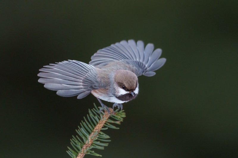 Boreal-Chickadee-3200-jumping-off-perch-_DSC6524Anchor-Point-FL