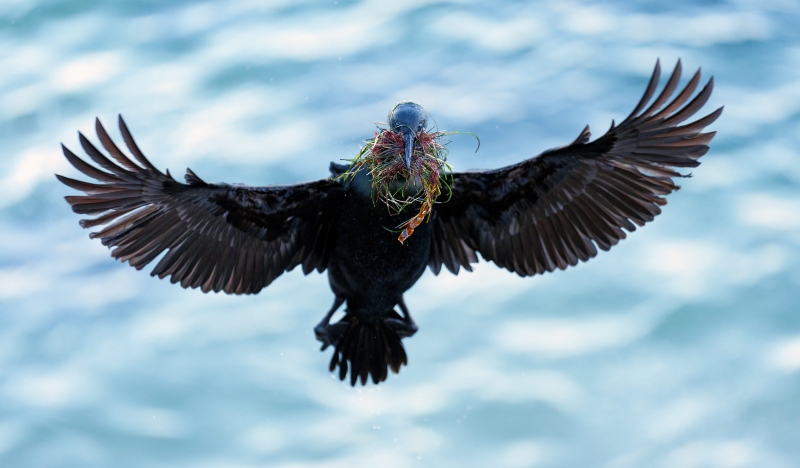 Brandt-Cormorant-3200-inbound-with-nesting-material-_DSC0149-La-Jolla-CA