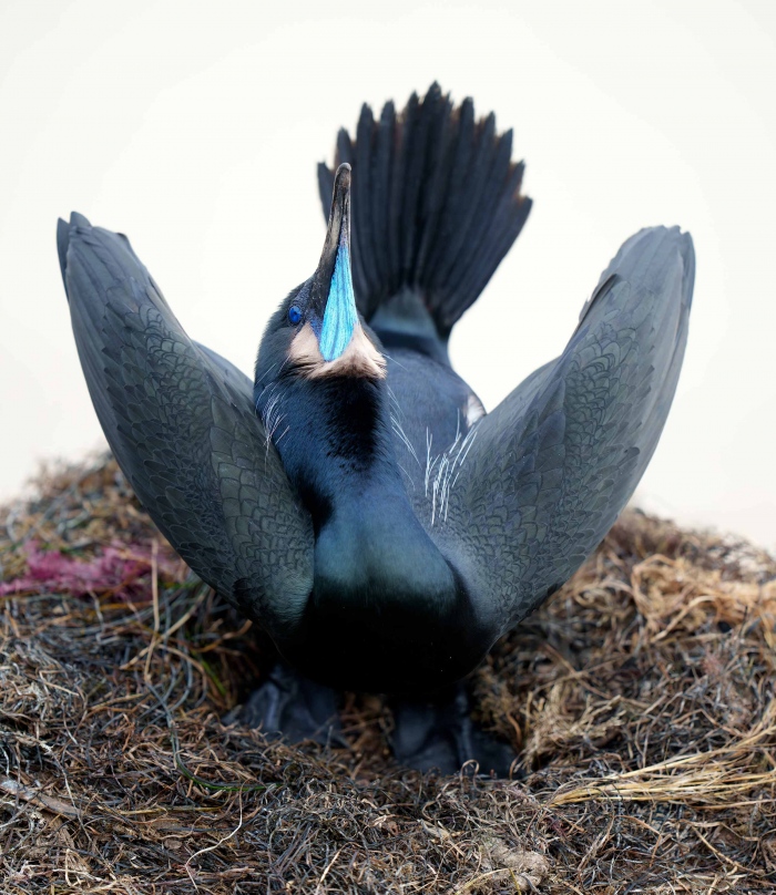 Brandts-Cormorant-3000-on-nest-displaying-_A1G8997-La-Jolla-CA-Enhanced-NR