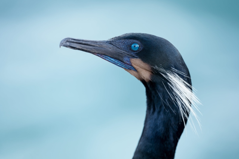 Brandts-Cormorant-3200-breeding-plumage-male-head-portrait-_DSC5095-La-Jolla-CA-Enhanced-NR