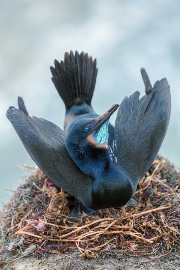 Brandts-Cormorant-3200-displaying-on-nest-_DSC5829-La-Jolla-CA-Enhanced-NR