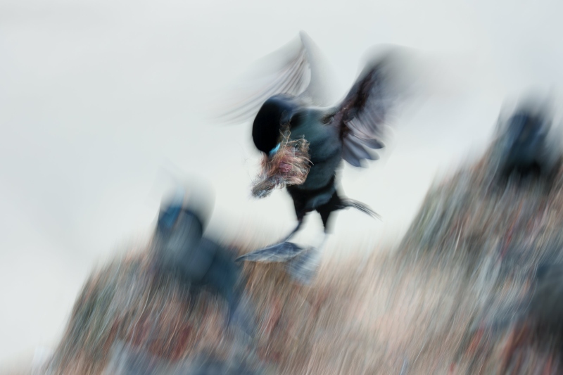 Brandts-Cormorant-3200-landing-blur-_DSC4576-La-Jolla-CA-Enhanced-NR