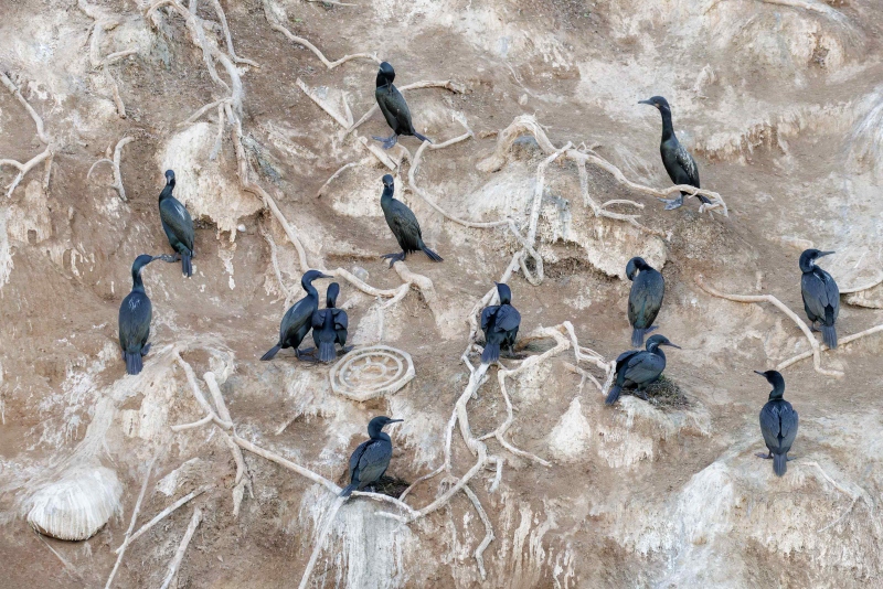 Brandts-Cormorant-3200-nesting-cliff-DIETM-_V9A1000-La-Jolla-CA-Enhanced-NR