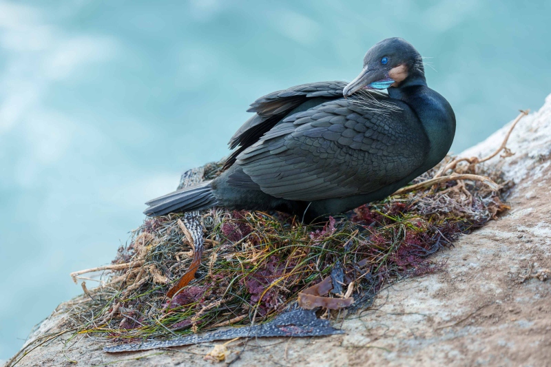 Brandts-Cormorant-3200-on-seaweed-nest-_DSC5289-La-Jolla-CA-Enhanced-NR