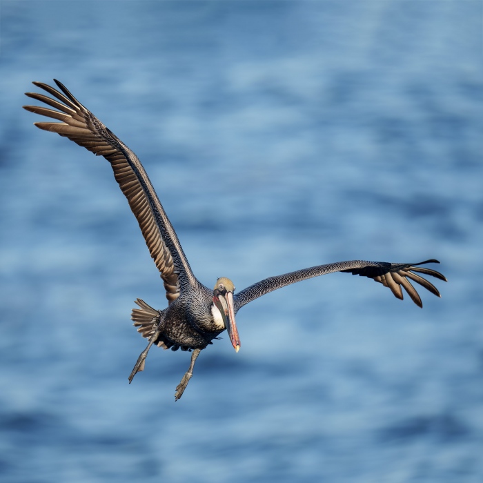 Brown-Pelican-2400-Pacific-race-breeding-plumage-in-flight-SQ-_A1G9903-La-Jolla-CA-Enhanced-NR