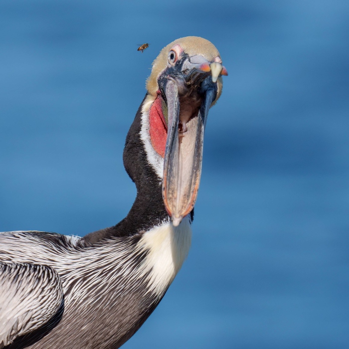 Brown-Pelican-2400-and-Honeybee-_DSC8789-La-Jolla-CA-Enhanced-NR