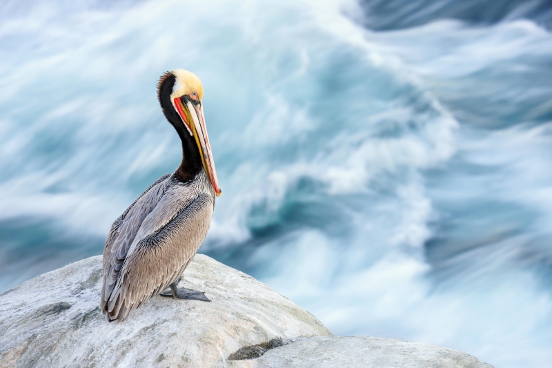 Brown-Pelican-3200-1-8-second-_DSC9651-La-Jolla-CA-Enhanced-NR