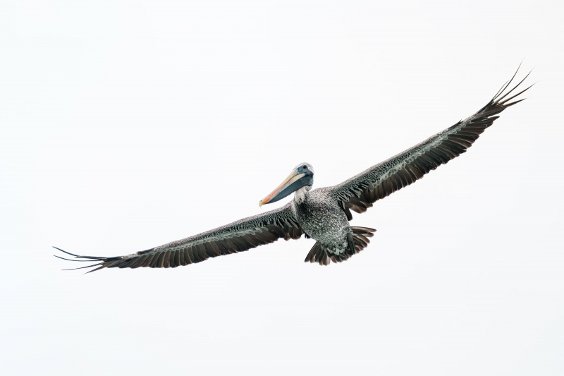 Brown-Pelican-3200-2-year-old