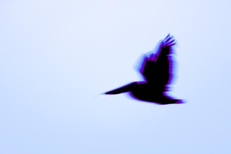 Brown-Pelican-3200-PURPLE-sunrise-flapping-blur-_DSC5099-Sebastian-Inlet-FL-Enhanced-NR