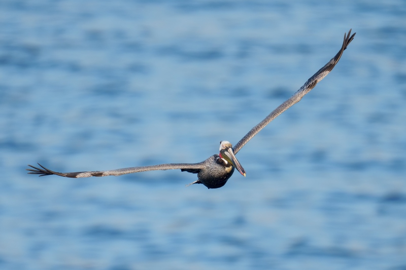 Brown-Pelican-3200-Pacific-race-breeding-plumage-1200mm-flight-_DSC0072-La-Jolla-CA-Enhanced-NR