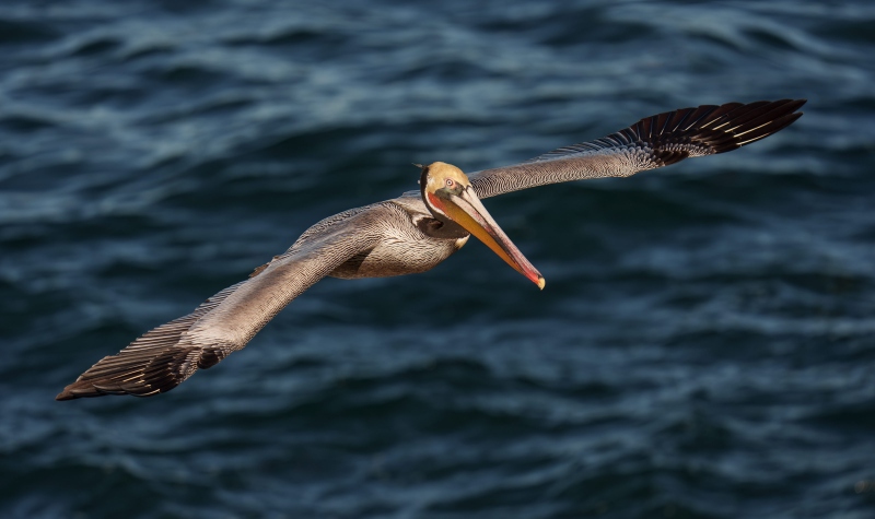 Brown-Pelican-3200-Pacific-race-breeding-plumage-_DSC2405-La-Jolla-CA-Enhanced-NR