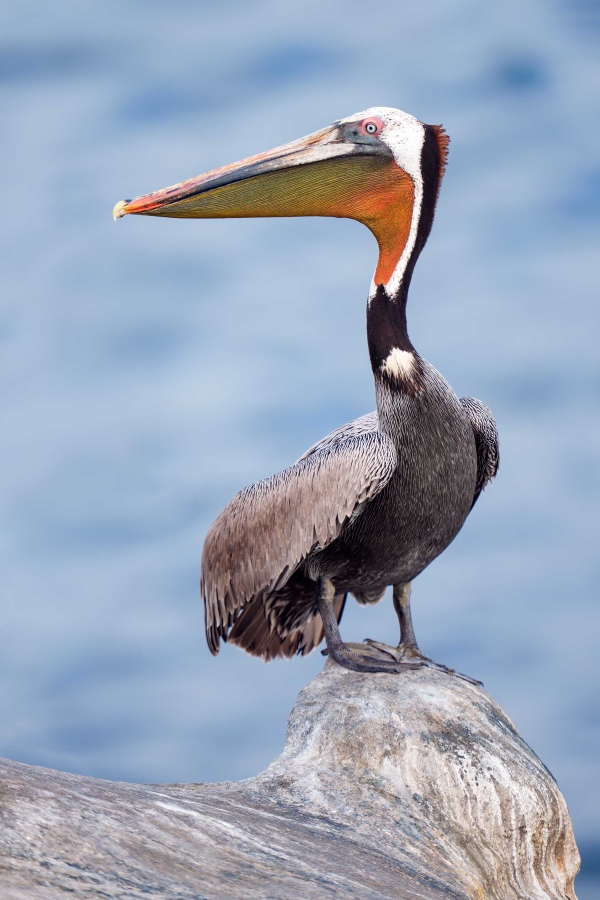 Brown-Pelican-3200-Pacific-race-breeding-plumage-_DSC7226-La-Jolla-CA-Enhanced-NR