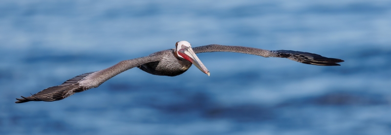 Brown-Pelican-3200-Pacific-race-breeding-plumage-flat-flight-_L8A5022-Enhanced-NR