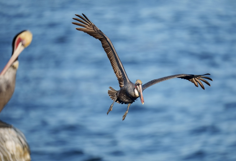 Brown-Pelican-3200-Pacific-race-breeding-plumage-plus-one-on-roack-_A1G9903-La-Jolla-CA-Enhanced-NR