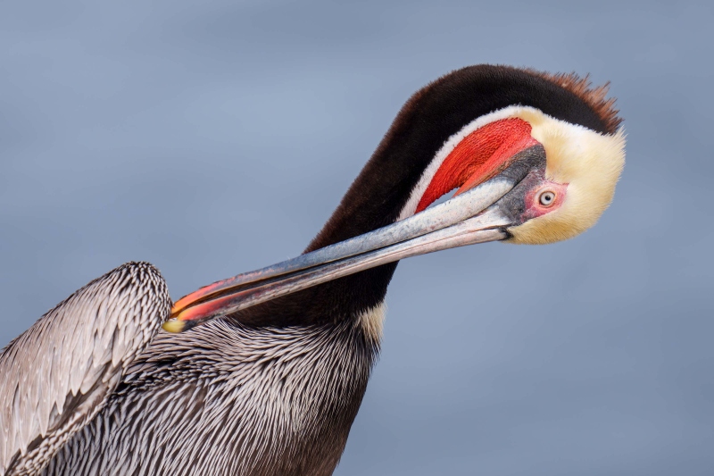 Brown-Pelican-3200-Pacific-race-breeding-plumage-preening-_DSC2917-La-Jolla-CA-Enhanced-NR