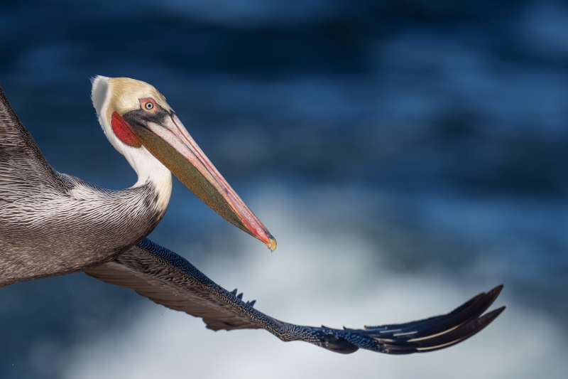 Brown-Pelican-3200-Pacific-race-mega-breeding-plumage-tight-flight-_DSC3341-La-Jolla-CA-Enhanced-NR