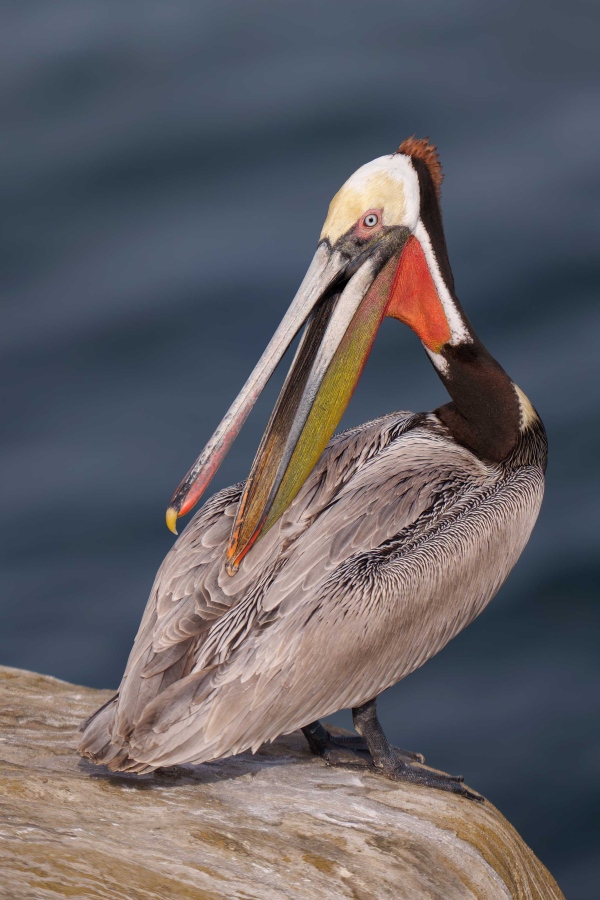 Brown-Pelican-3200-Pacific-race-preening-breeding-plumage-_DSC2849-La-Jolla-CA-Enhanced-NR