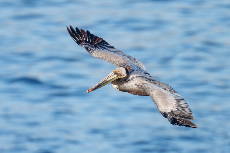 Brown-Pelican-3200-Pacific-race-soaring-1200m-flight-_DSC9995-La-Jolla-CA-Enhanced-NR