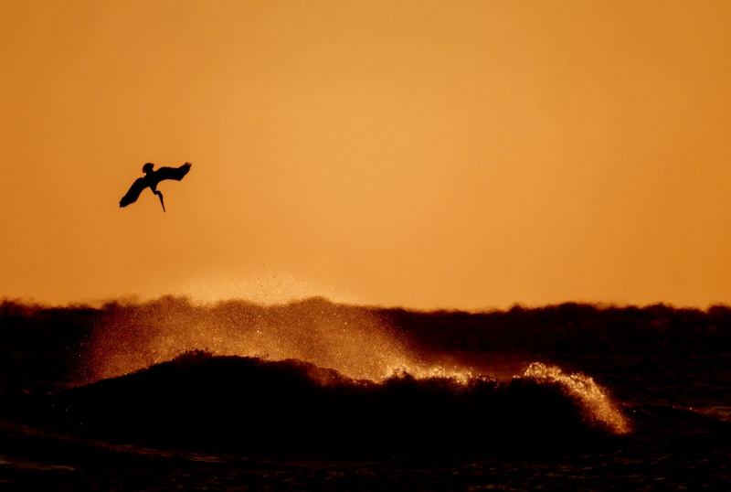 Brown-Pelican-3200-V-IIi-diving-at-sunrise-_DSC5972-Sebastian-Inlet-FL-Enhanced-NR