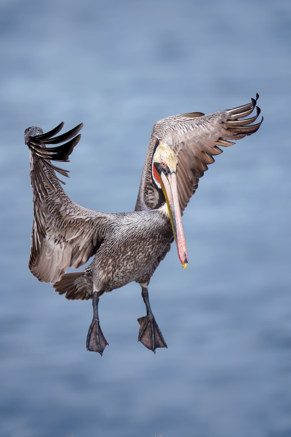 Brown-Pelican-3200-adult-braking-to-land-verticl-ORIG-_DSC9858-La-Jolla-CA-Enhanced-NR