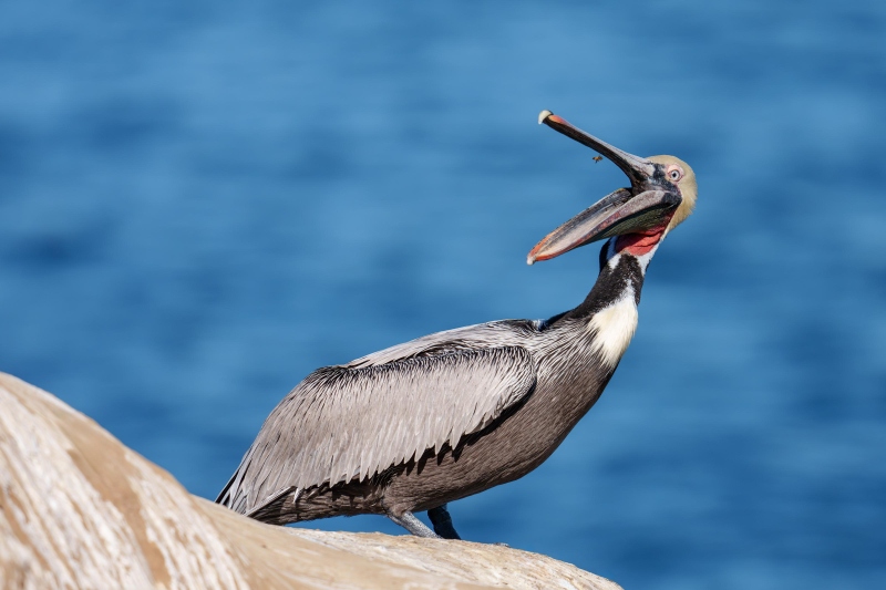 Brown-Pelican-3200-annoyed-by-Honeybee-_DSC8785-La-Jolla-CA-Enhanced-NR