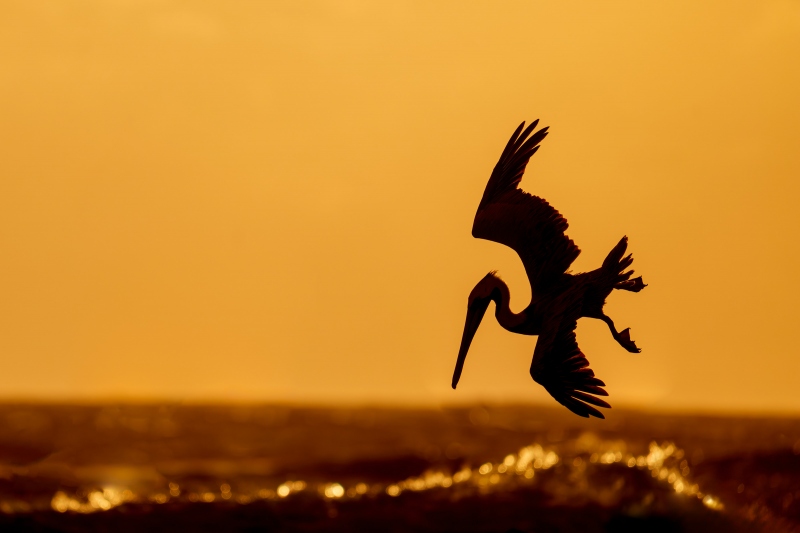 Brown-Pelican-3200-diving-at-sunrise-_DSC5147-Sebastian-Inlet-FL-Enhanced-NR