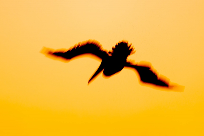 Brown-Pelican-3200-diving-blur-_DSC5440-Sebastian-Inlet-FL-Enhanced-NR