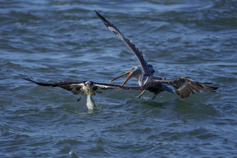 Brown-Pelican-3200-flying-in-to-setal-fish-from-Osprey-_DSC9405Sebastian-Florida-Enhanced-NR