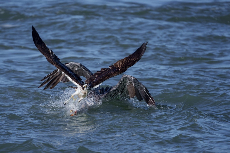 Brown-Pelican-3200-grabbing-menhaden-from-Osprey-Bob-Eastman-_DSC9410Sebastian-Florida-Enhanced-NR