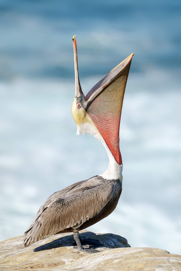 Brown-Pelican-3200-head-throw-WARREN-ROBB-_DSC1588-Enhanced-NR