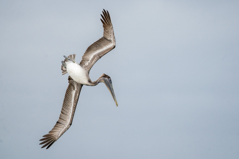 Brown-Pelican-3200-immature-diving-Bob-Eastman-_DSC7674-Sebastian-Inlet-Enhanced-NR