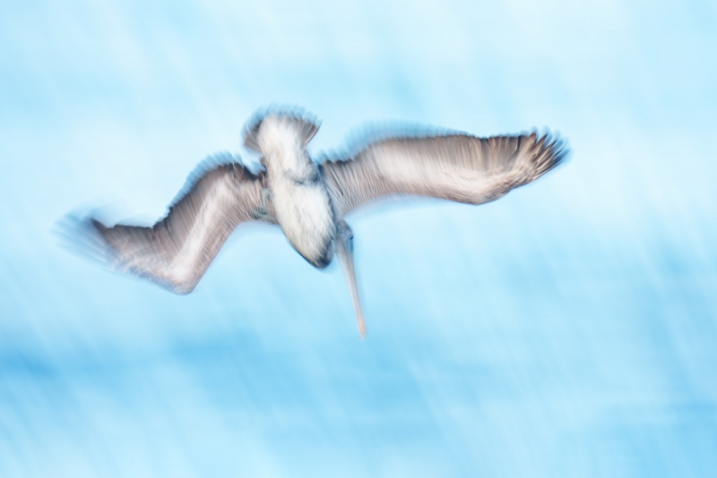 Brown-Pelican-3200-immature-diving-_DSC1666-Sebastian-Inlet-FL-Enhanced-NR