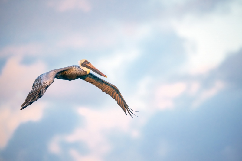 Brown-Pelican-3200-in-flight-in-early-morning-light-with-clouds-_DSC4646-Sebastian-Inlet-FL-Enhanced-NR